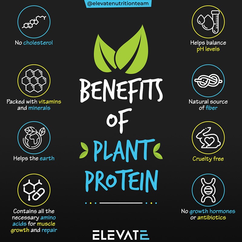 Why  plant protein  should be in one’s diet