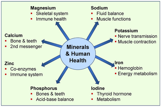 Role of 5 vital MINERALS in our body