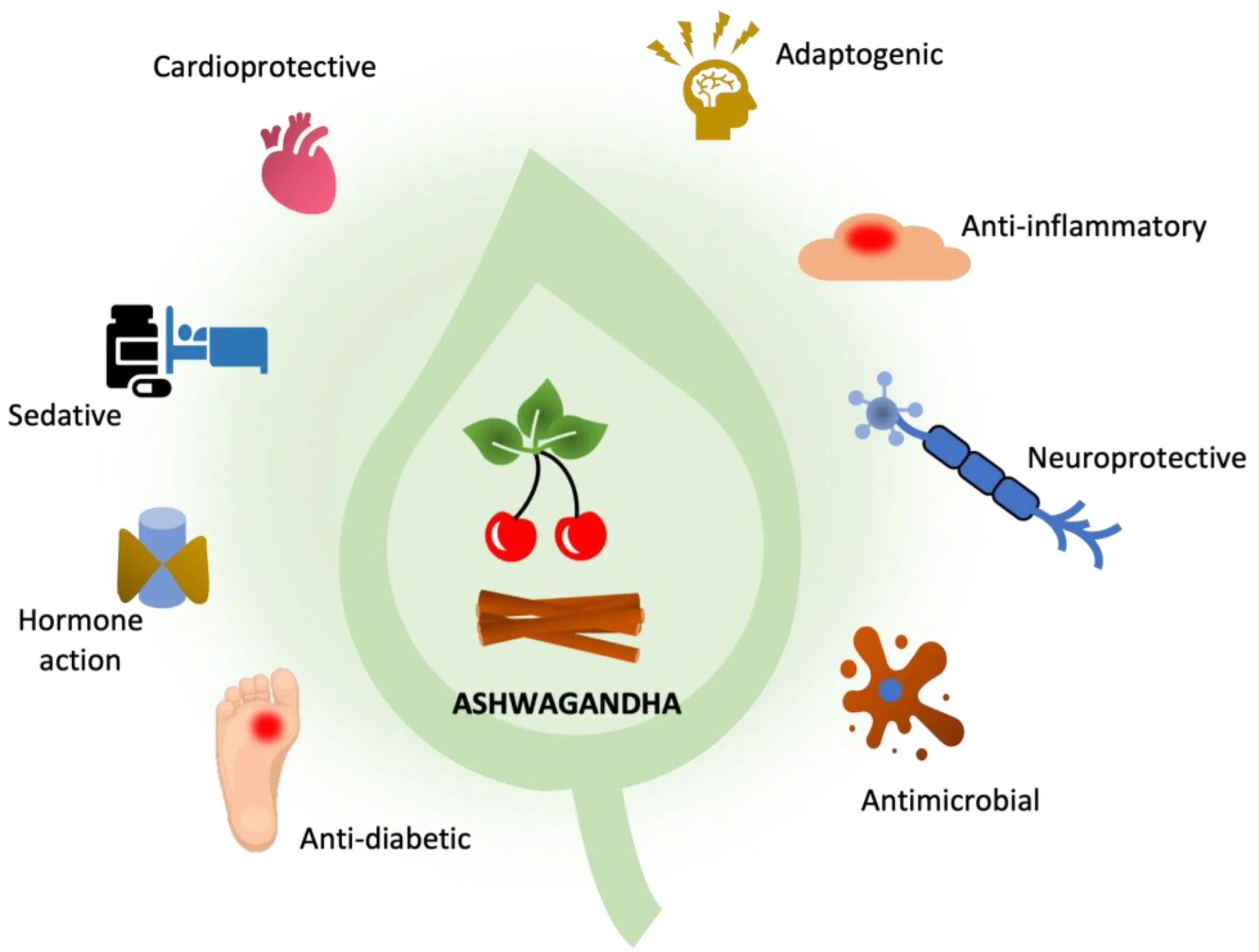 Importance of Ashwaganda